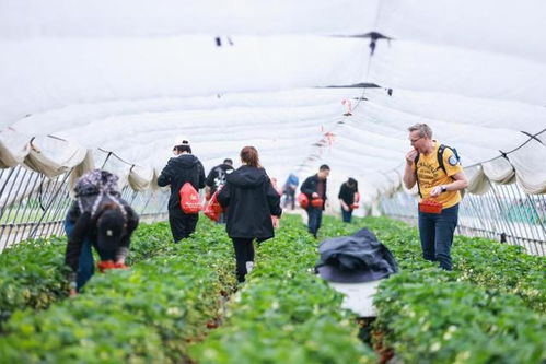 第二批上海市級(jí)鄉(xiāng)村旅游重點(diǎn)村名單公布,有你想去的嗎